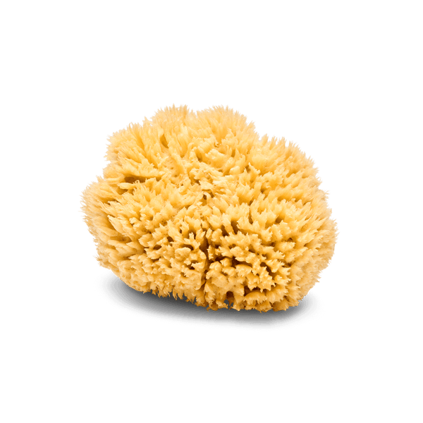 Natural Sea Sponge by CHURCH California - Non-toxic, GO rated product free from harmful chemicals