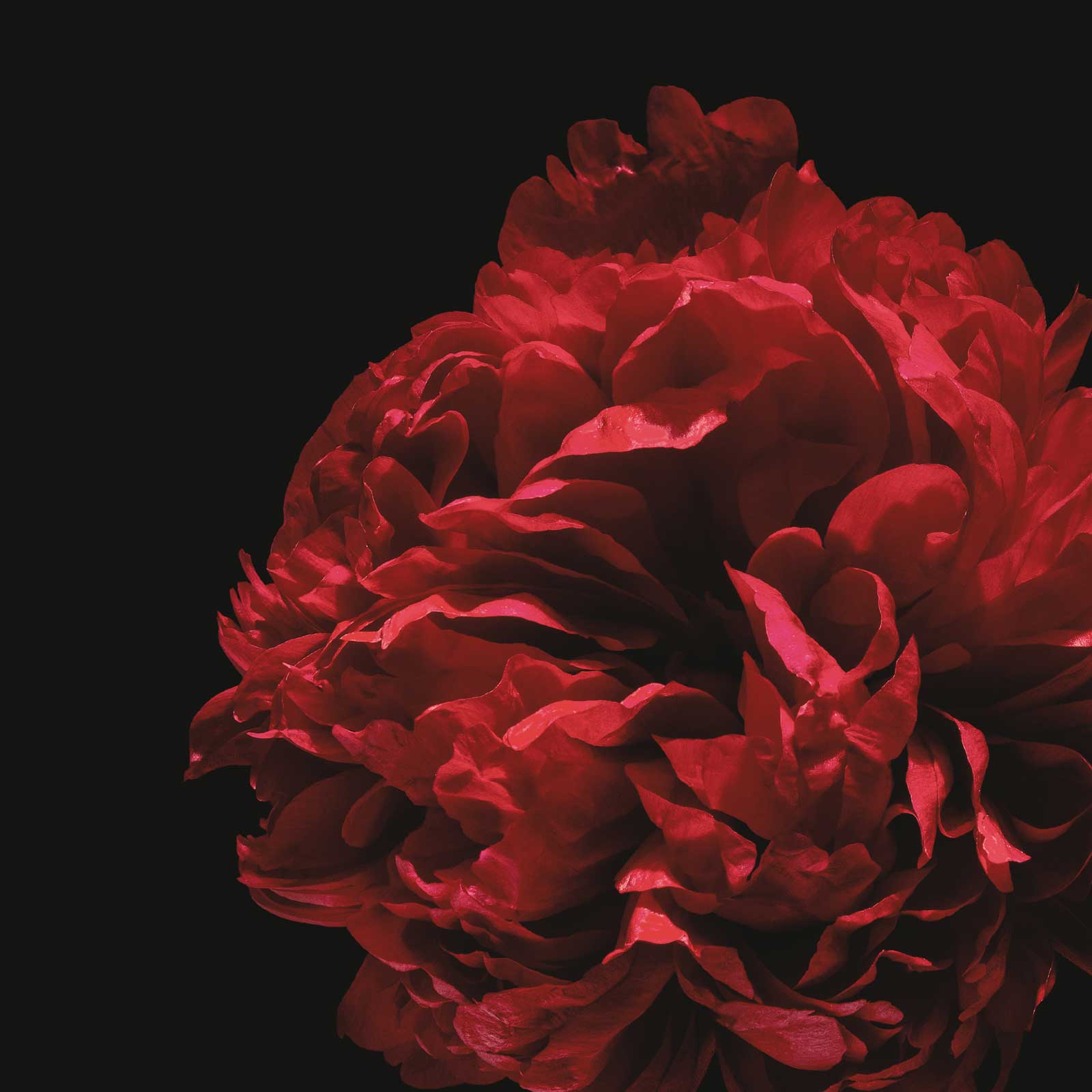 Deodorant - monaco by evolvetogether - Non-toxic Deodorants product rated STOP by Million Marker, free from BPA, phthalates, and parabens