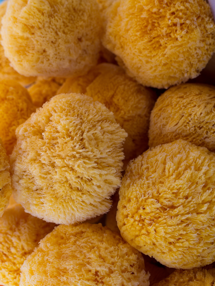 Premium Whole Natural + Sustainable Bath Sea Sponges by Fawn Lily Botanica - Non-toxic, GO rated product free from harmful chemicals