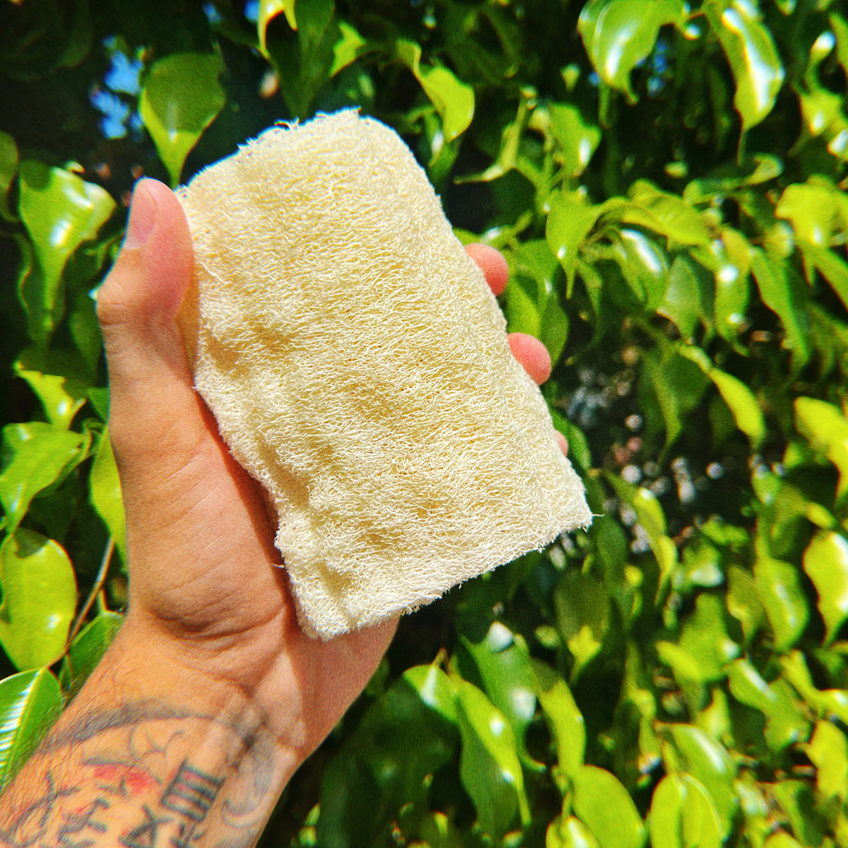 Natural Loofah Sponge by Health Y SOL - Non-toxic, GO rated product free from harmful chemicals